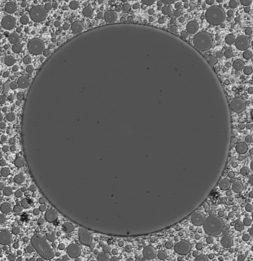 One Fiber of an MT12 SM Ferrule - Live View